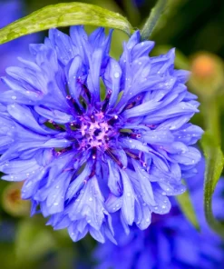 1000 Blue Bachelor's Button Cornflower Seeds - Tall 24-36