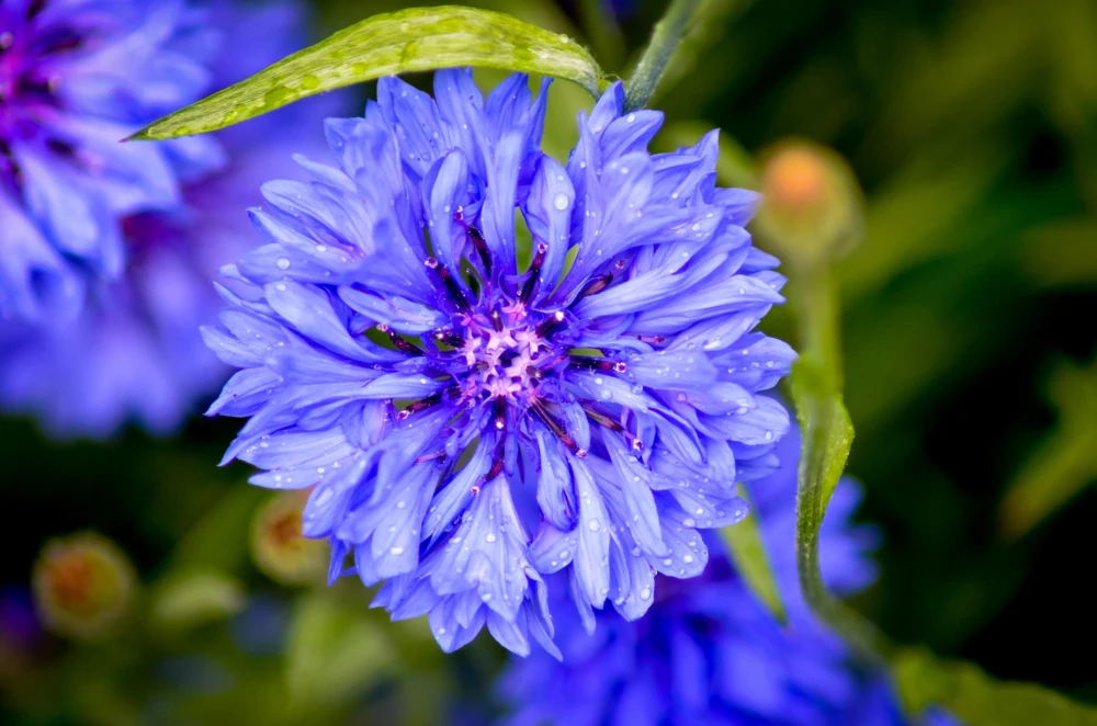 1000 Blue Bachelor's Button Cornflower Seeds - Tall 24-36" Flowers - Image 4