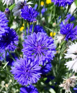 1000 Blue Bachelor's Button Cornflower Seeds - Tall 24-36