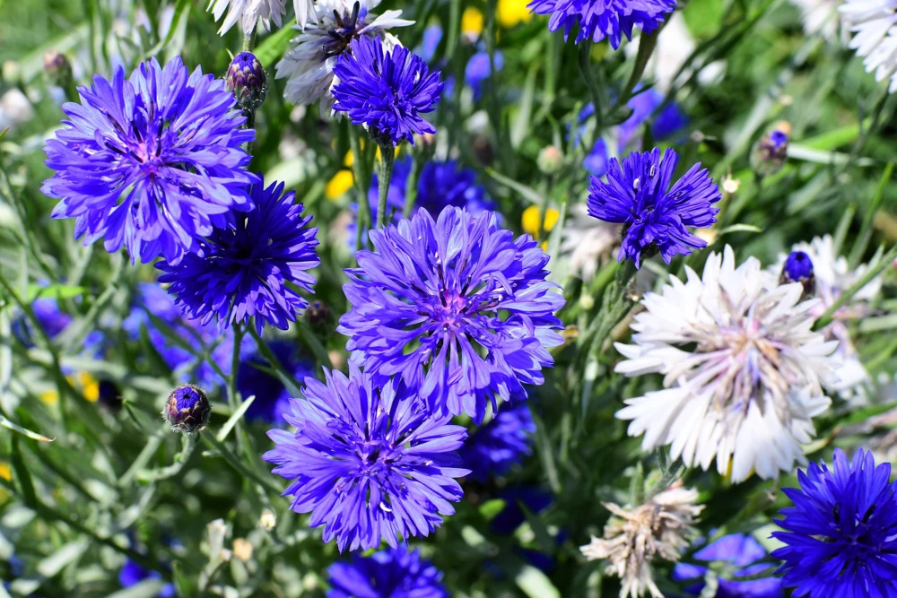 1000 Blue Bachelor's Button Cornflower Seeds - Tall 24-36" Flowers - Image 5