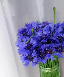1000 Blue Bachelor's Button Cornflower Seeds - Tall 24-36