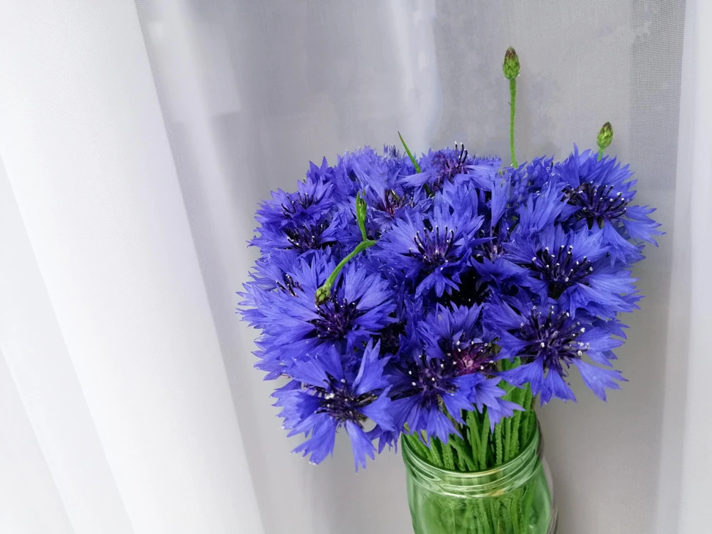 1000 Blue Bachelor's Button Cornflower Seeds - Tall 24-36" Flowers - Image 6