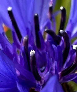 1000 Blue Bachelor's Button Cornflower Seeds - Tall 24-36