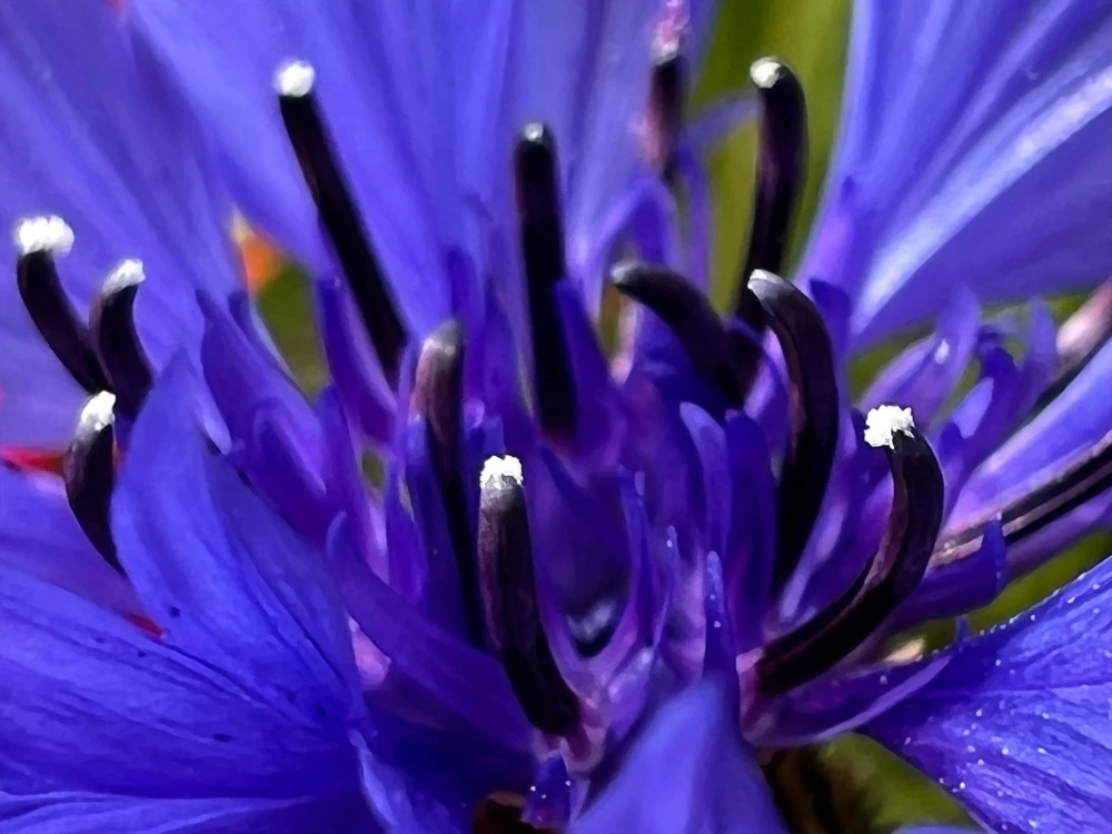1000 Blue Bachelor's Button Cornflower Seeds - Tall 24-36" Flowers - Image 7