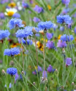 1000 Blue Bachelor's Button Cornflower Seeds - Tall 24-36