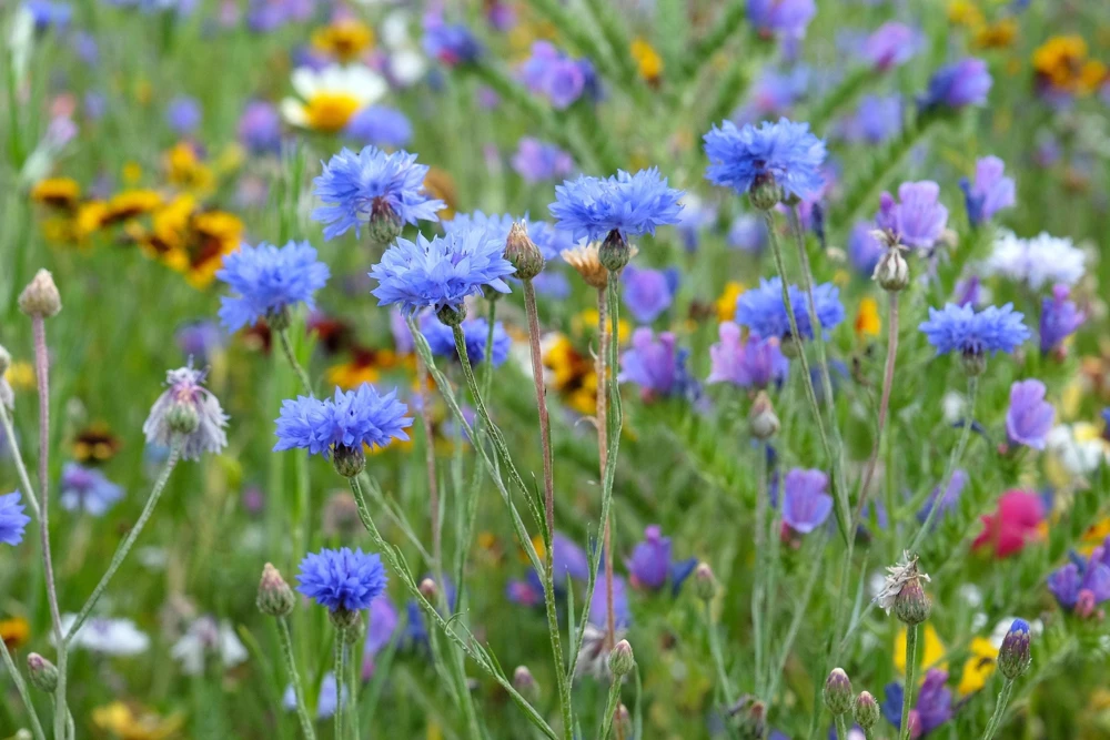 1000 Blue Bachelor's Button Cornflower Seeds - Tall 24-36" Flowers - Image 8