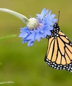 1000 Blue Bachelor's Button Cornflower Seeds - Tall 24-36
