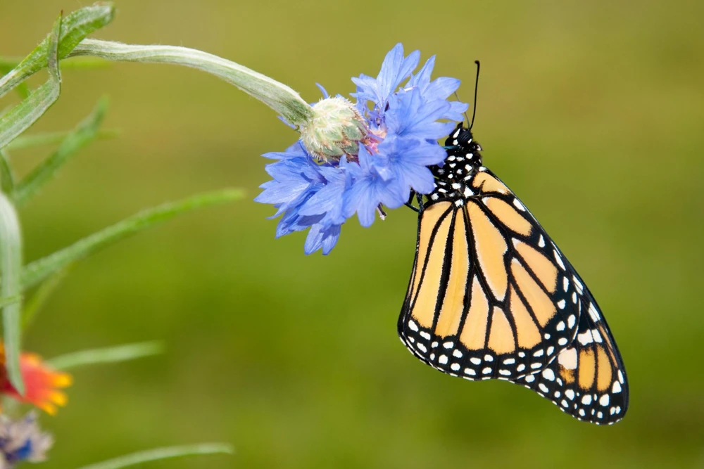 1000 Blue Bachelor's Button Cornflower Seeds - Tall 24-36" Flowers - Image 9