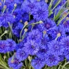 1000 Blue Bachelor's Button Cornflower Seeds - Tall 24-36" Flowers - Image 1