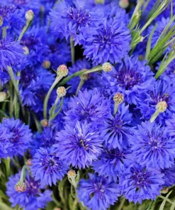 1000 Blue Bachelor's Button Cornflower Seeds - Tall 24-36" Flowers - Image 1