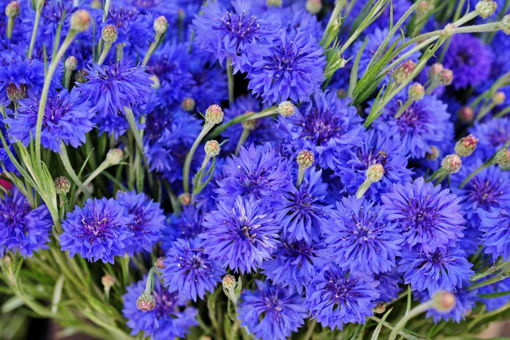 1000 Blue Bachelor's Button Cornflower Seeds - Tall 24-36" Flowers - Image 1
