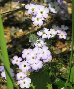 1000 California Mountain Phlox Seeds - Linanthus Grandiflorus Flower Seeds - Image 2