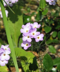 1000 California Mountain Phlox Seeds - Linanthus Grandiflorus Flower Seeds - Image 3