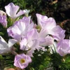 1000 California Mountain Phlox Seeds - Linanthus Grandiflorus Flower Seeds - Image 1
