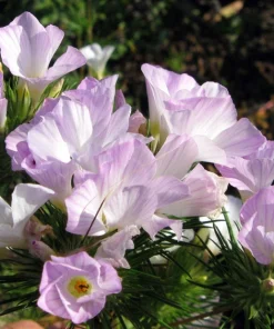 1000 California Mountain Phlox Seeds - Linanthus Grandiflorus Flower Seeds - Image 1