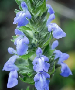 1000 Chia Sage Seeds - Salvia Hispanica Flower Seeds - Blue Violet - Attracts Pollinators - Image 10