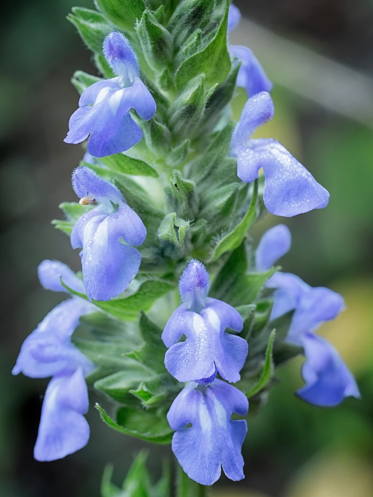 1000 Chia Sage Seeds - Salvia Hispanica Flower Seeds - Blue Violet - Attracts Pollinators - Image 10