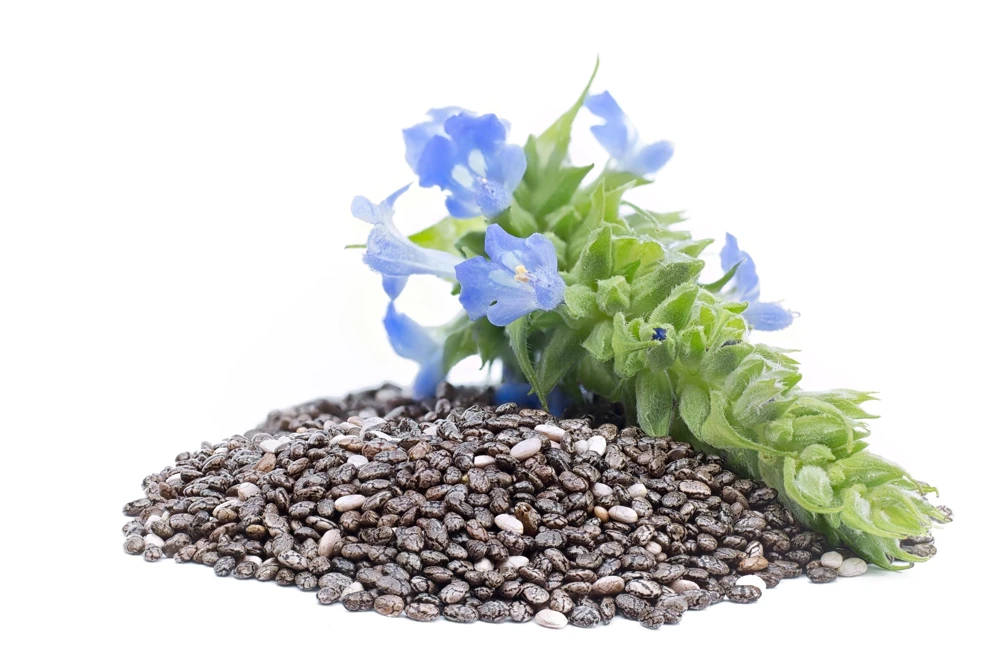 1000 Chia Sage Seeds - Salvia Hispanica Flower Seeds - Blue Violet - Attracts Pollinators - Image 1