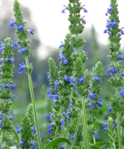 1000 Chia Sage Seeds - Salvia Hispanica Flower Seeds - Blue Violet - Attracts Pollinators - Image 2