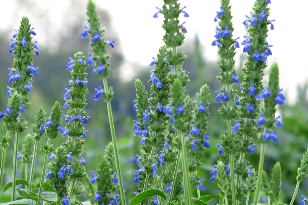 1000 Chia Sage Seeds - Salvia Hispanica Flower Seeds - Blue Violet - Attracts Pollinators - Image 2