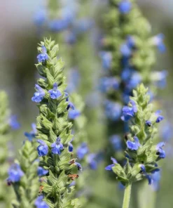 1000 Chia Sage Seeds - Salvia Hispanica Flower Seeds - Blue Violet - Attracts Pollinators - Image 5