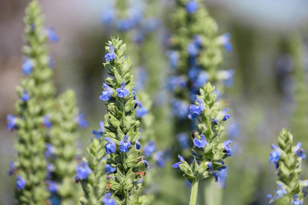 1000 Chia Sage Seeds - Salvia Hispanica Flower Seeds - Blue Violet - Attracts Pollinators - Image 5