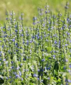 1000 Chia Sage Seeds - Salvia Hispanica Flower Seeds - Blue Violet - Attracts Pollinators - Image 6