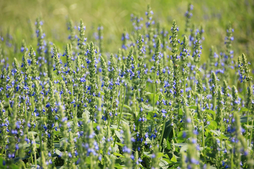 1000 Chia Sage Seeds - Salvia Hispanica Flower Seeds - Blue Violet - Attracts Pollinators - Image 6