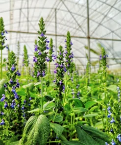 1000 Chia Sage Seeds - Salvia Hispanica Flower Seeds - Blue Violet - Attracts Pollinators - Image 8