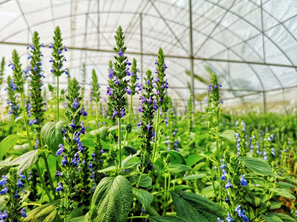 1000 Chia Sage Seeds - Salvia Hispanica Flower Seeds - Blue Violet - Attracts Pollinators - Image 8