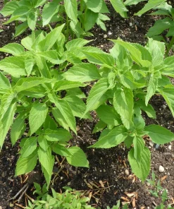 1000 Chia Sage Seeds - Salvia Hispanica Flower Seeds - Blue Violet - Attracts Pollinators - Image 9