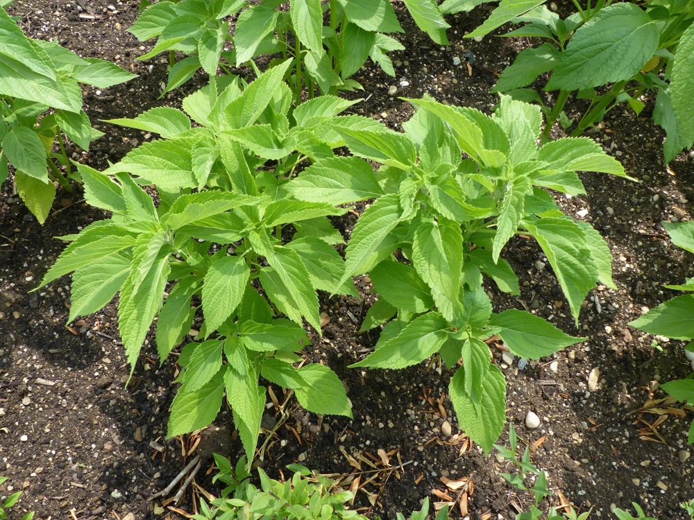1000 Chia Sage Seeds - Salvia Hispanica Flower Seeds - Blue Violet - Attracts Pollinators - Image 9