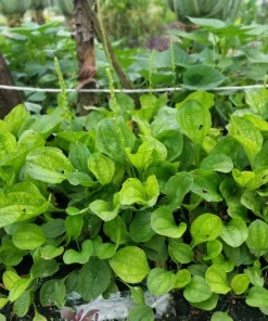 1000 Chinese Plantain Plantago Asiatica Herb Flower Seeds - Perennial - Image 2