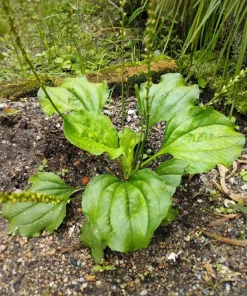 1000 Chinese Plantain Plantago Asiatica Herb Flower Seeds - Perennial - Image 3