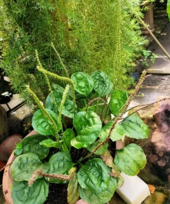 1000 Chinese Plantain Plantago Asiatica Herb Flower Seeds - Perennial - Image 4