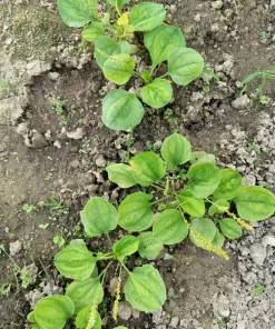 1000 Chinese Plantain Plantago Asiatica Herb Flower Seeds - Perennial - Image 5