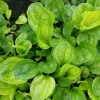 1000 Chinese Plantain Plantago Asiatica Herb Flower Seeds - Perennial - Image 1