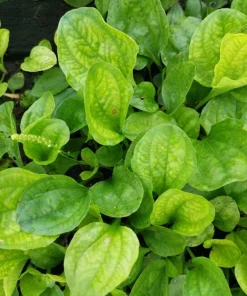 1000 Chinese Plantain Plantago Asiatica Herb Flower Seeds - Perennial - Image 1