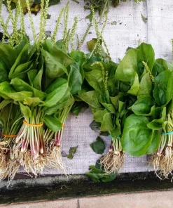 1000 Chinese Plantain Plantago Asiatica Herb Flower Seeds - Perennial - Image 6