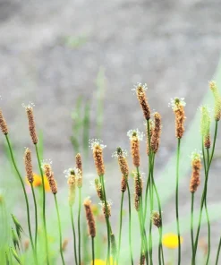 1000 Chinese Plantain Plantago Asiatica Herb Flower Seeds - Perennial - Image 7