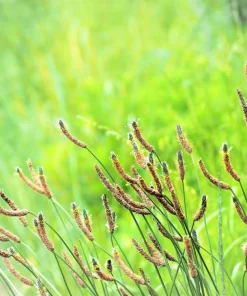 1000 Chinese Plantain Plantago Asiatica Herb Flower Seeds - Perennial - Image 8