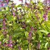 1000 Cinnamon Basil Herb Seeds - Ocimum Basilicum for Culinary Gardens - Image 1