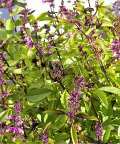 1000 Cinnamon Basil Herb Seeds - Ocimum Basilicum for Culinary Gardens - Image 1