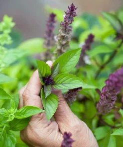 1000 Cinnamon Basil Herb Seeds - Ocimum Basilicum for Culinary Gardens - Image 2