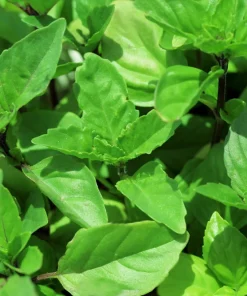 1000 Cinnamon Basil Herb Seeds - Ocimum Basilicum for Culinary Gardens - Image 3