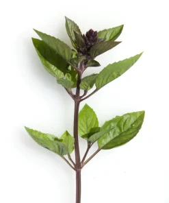 1000 Cinnamon Basil Herb Seeds - Ocimum Basilicum for Culinary Gardens - Image 4