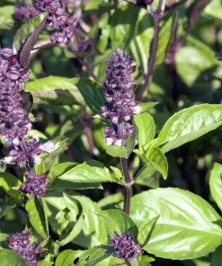 1000 Cinnamon Basil Herb Seeds - Ocimum Basilicum for Culinary Gardens - Image 5