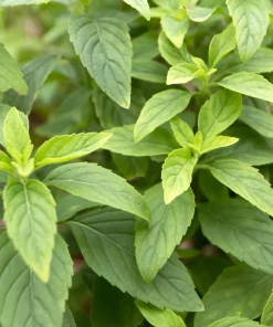 1000 Cinnamon Basil Herb Seeds - Ocimum Basilicum for Culinary Gardens - Image 6