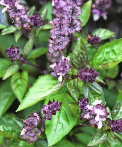1000 Cinnamon Basil Herb Seeds - Ocimum Basilicum for Culinary Gardens - Image 7