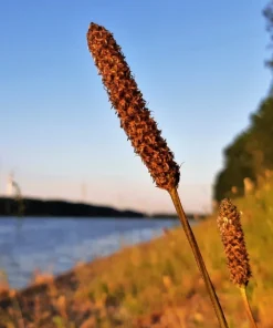 1000 Creeping Meadow Foxtail 'Garrison' Grass Seeds - Alopecurus Arundinaceus - Image 3